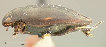 Media type: image;   Entomology 35333 Aspect: habitus lateral view